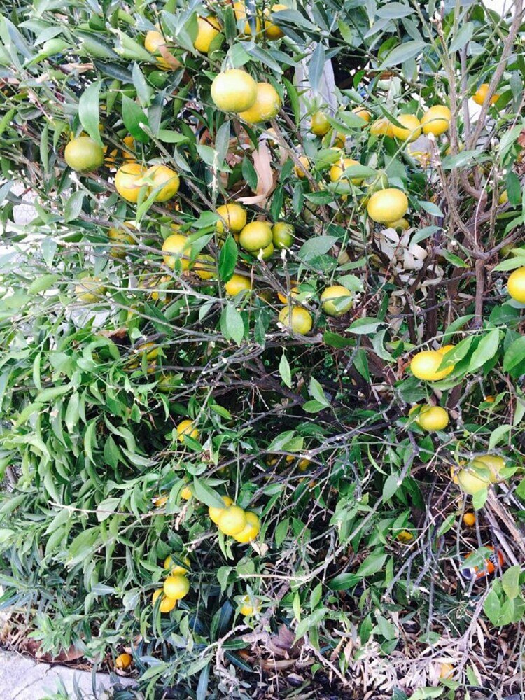 Фото Apartment in Kato Paphos