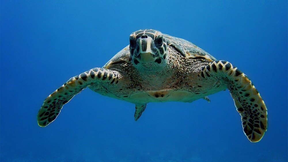 Фото South Ari Inn