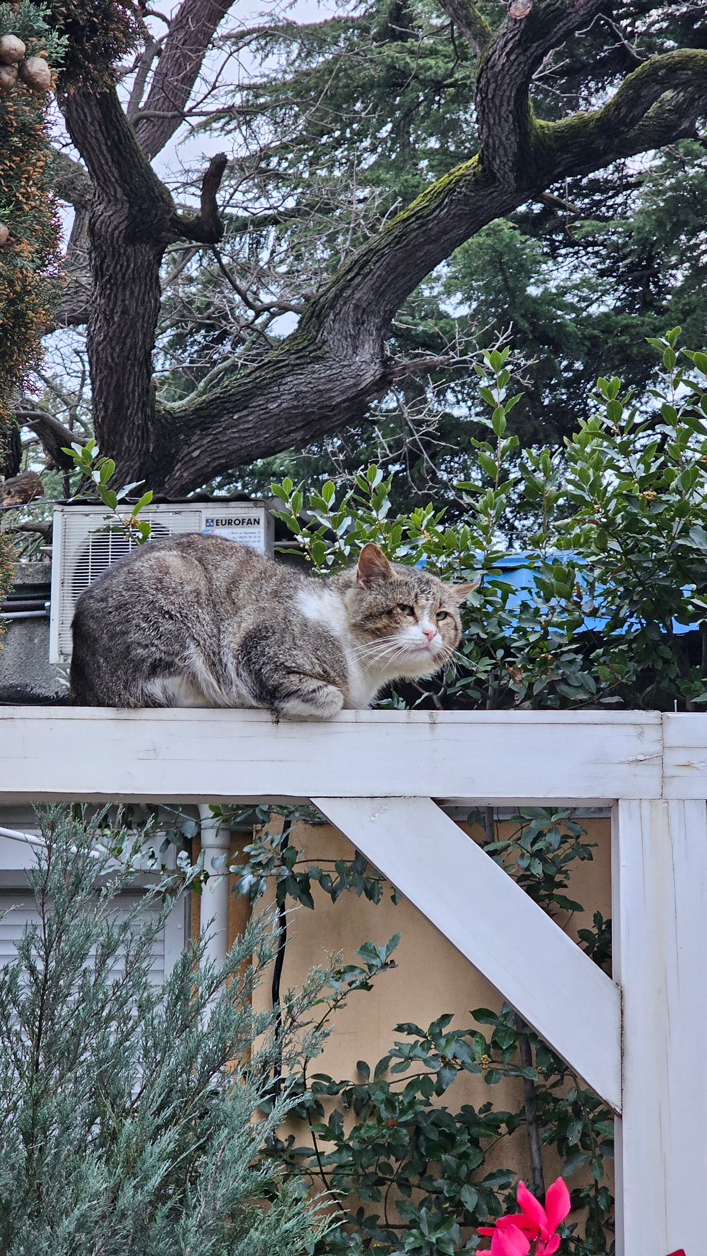 Фото Да Винчи