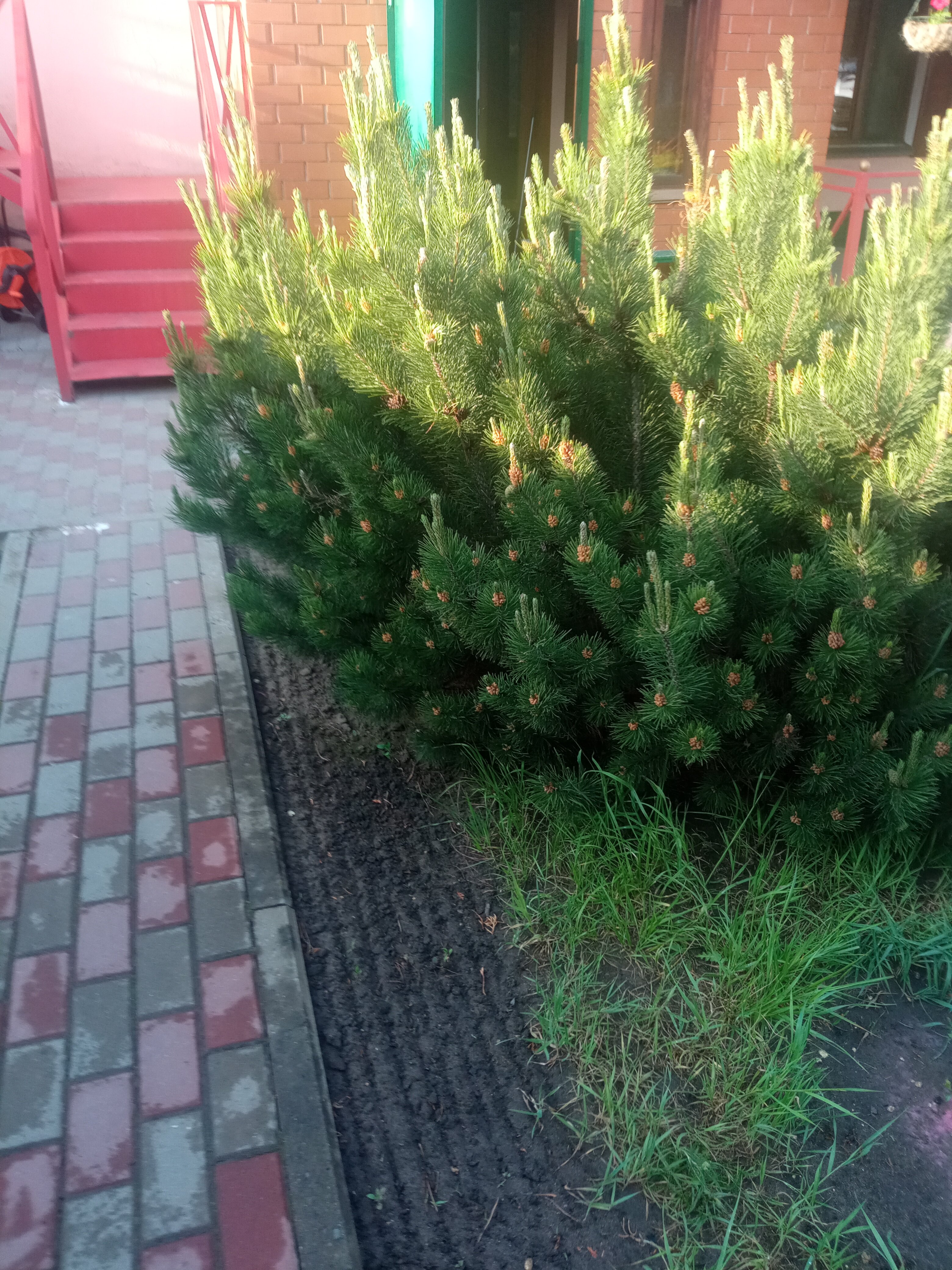 Фото Тольянка