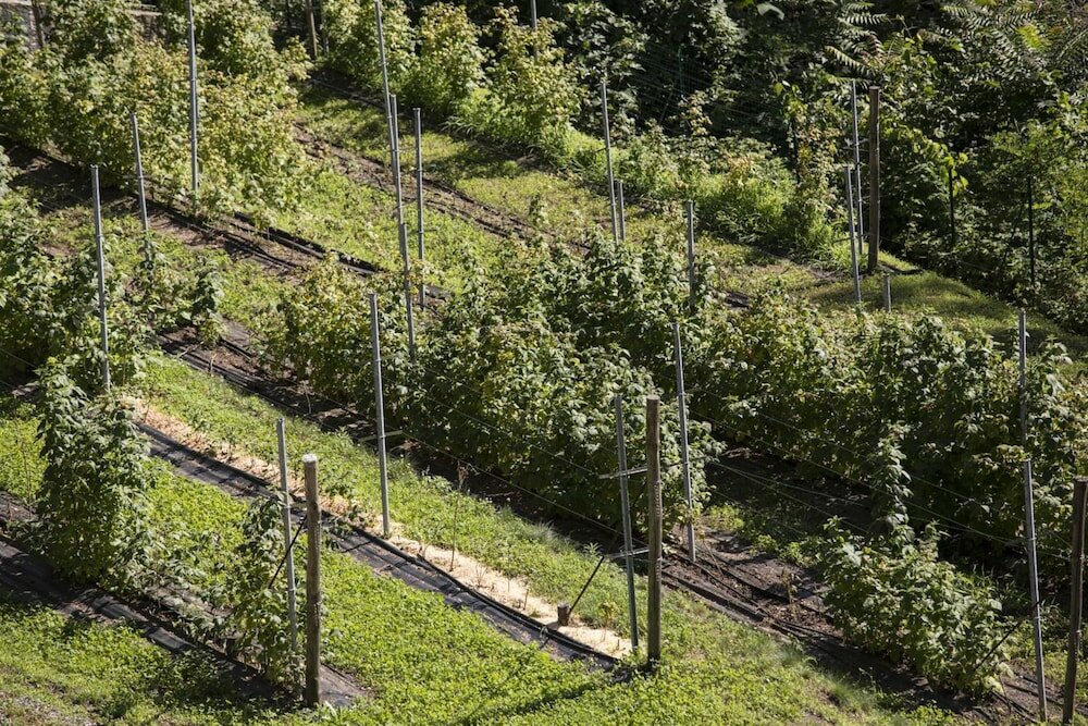 Фото Agriturismo Rossolampone