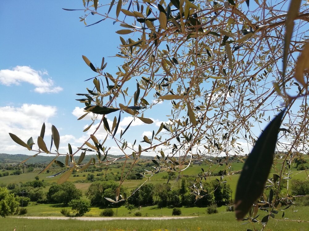 Фото Agriturismo Le Piccole Macie
