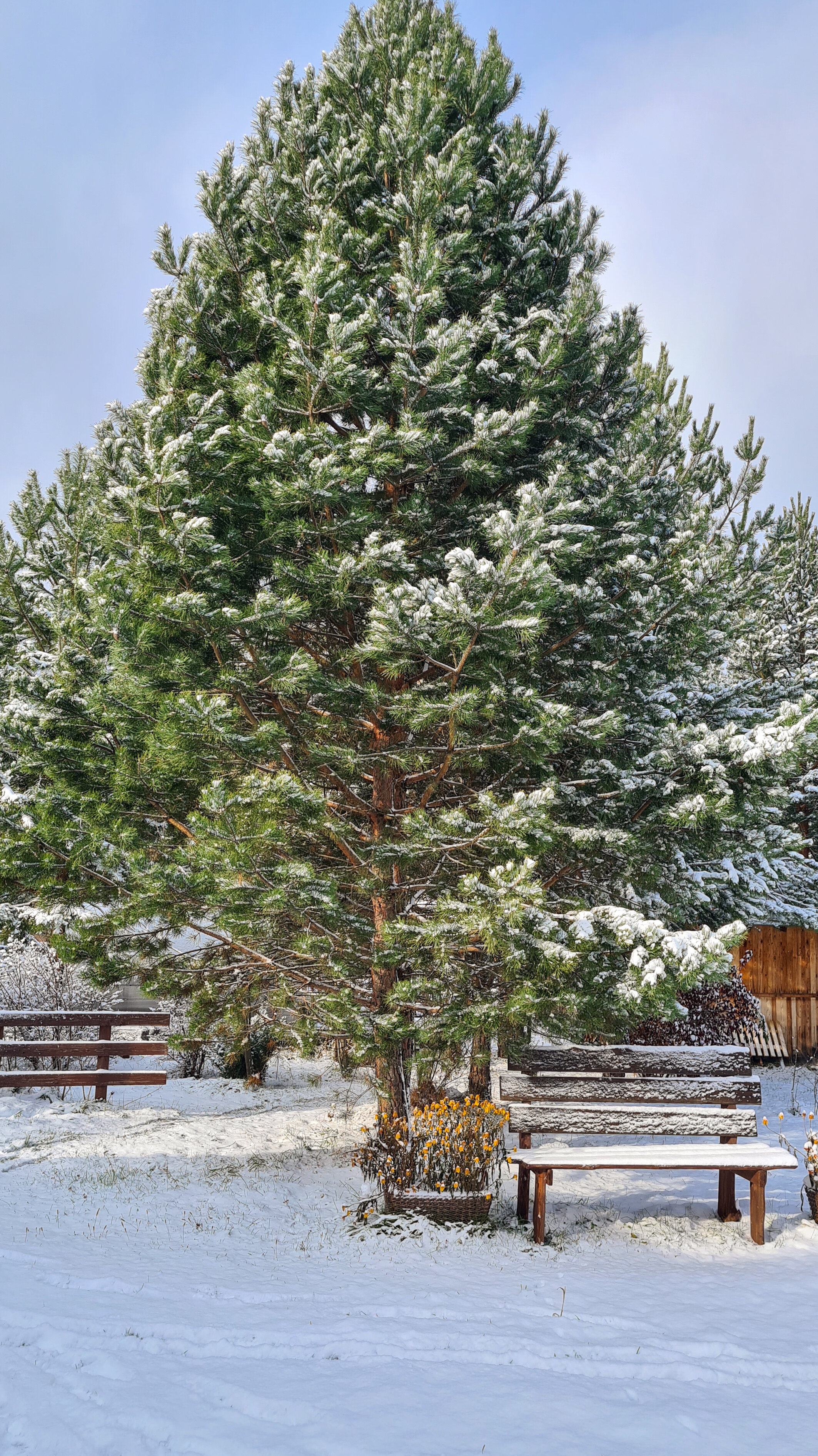 Фото Горы&Сосны