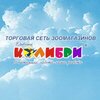 Дивный Колибри