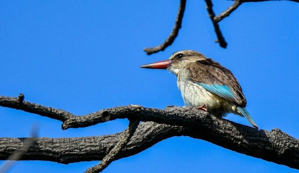 Фото Pierneef's Kraal