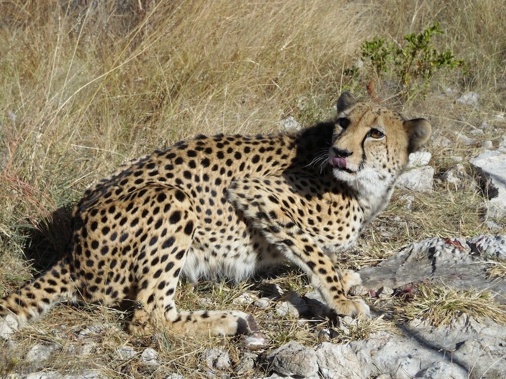 Фото Aloegrove Safari Lodge