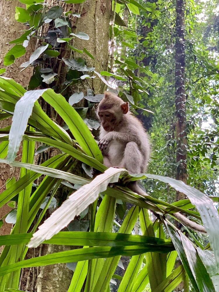 Фото Angel House Ubud