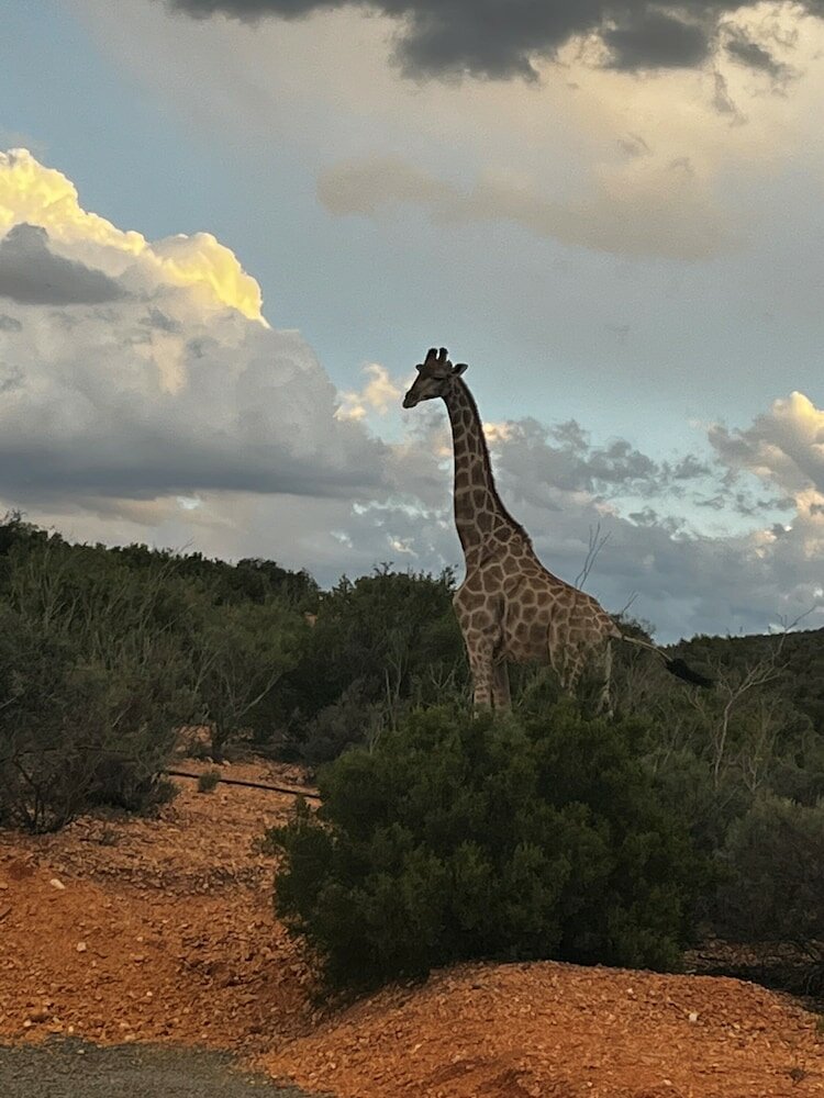 Фото Zwartberg View Mountain Lodge