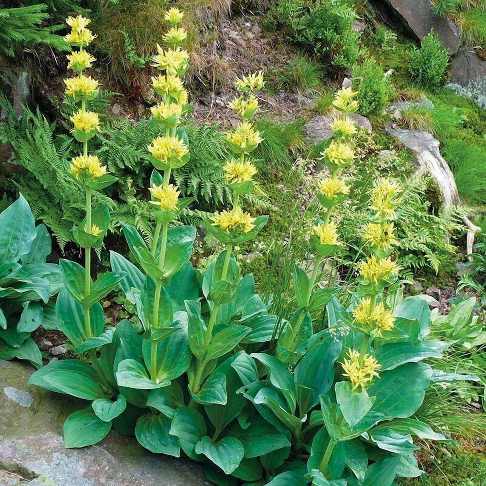 Фото Hotel Thüringenschanze