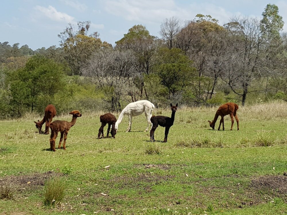 Фото Blueberry Hills On Comleroy