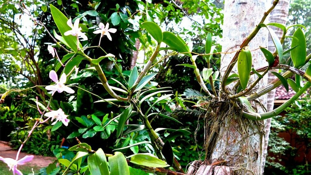 Фото Bungalow Sud