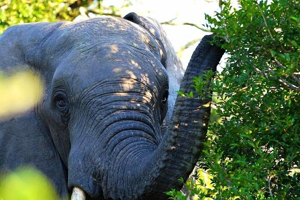 Фото Royal Thonga Safari Lodge