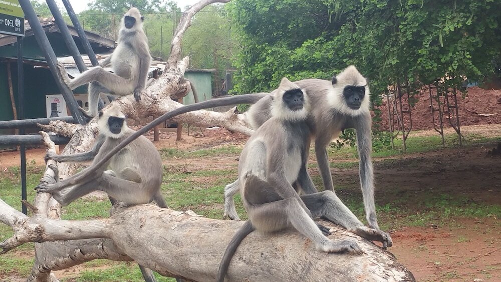 Фото Heina Nature Villa Colombo