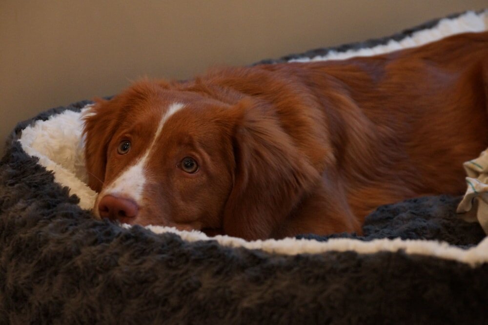 Фото Hotel Postbauer Heng