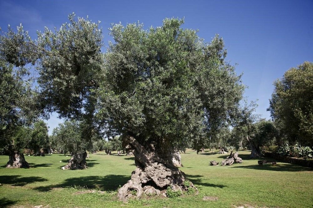 Фото Tenuta Monacelli Lecce