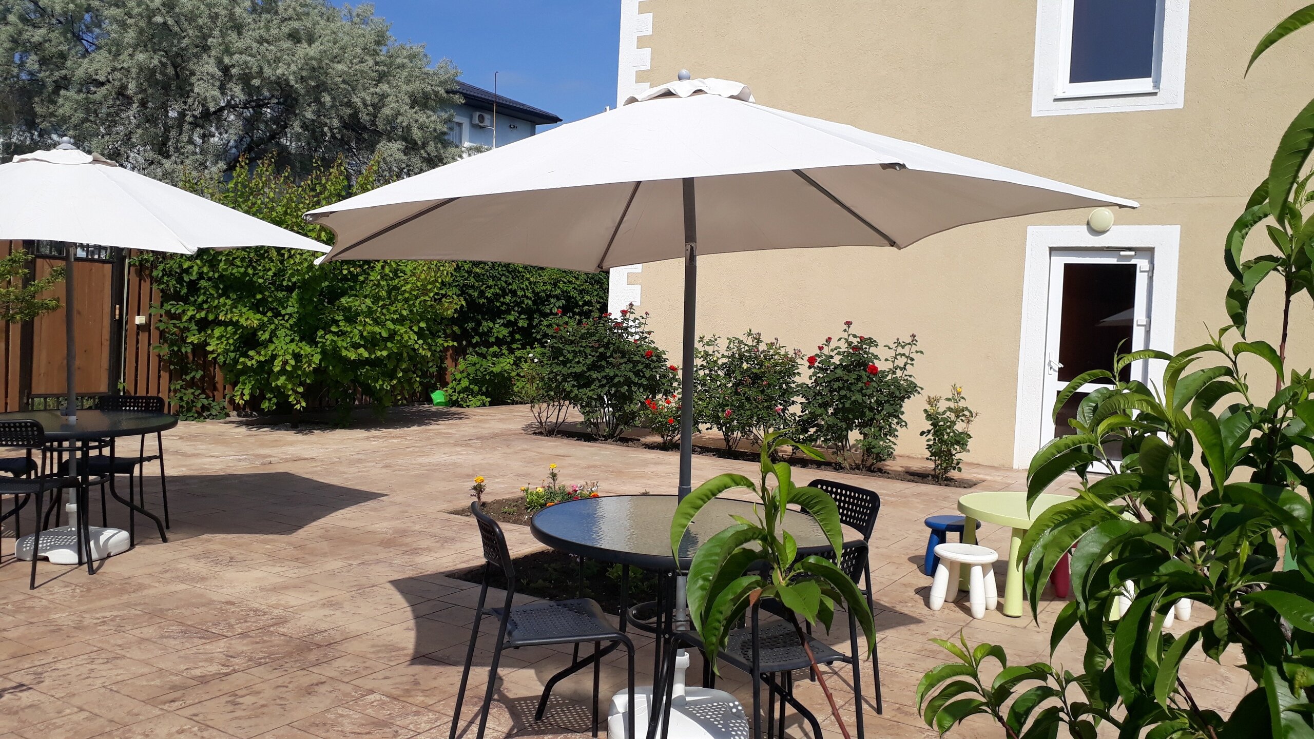 Фото Солнечная орхидея