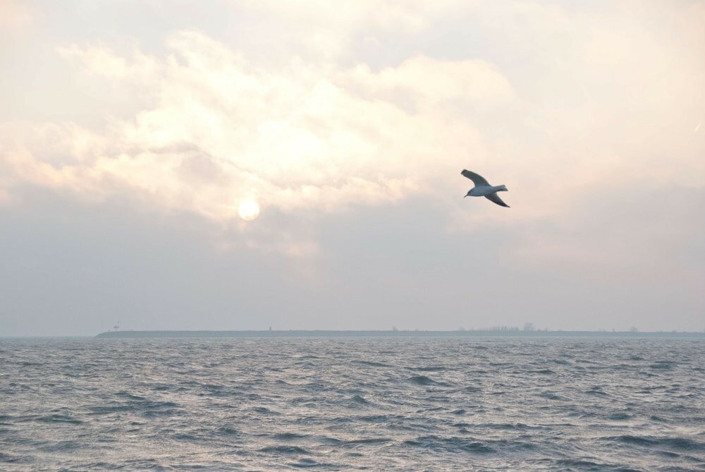 Фото 158116823309