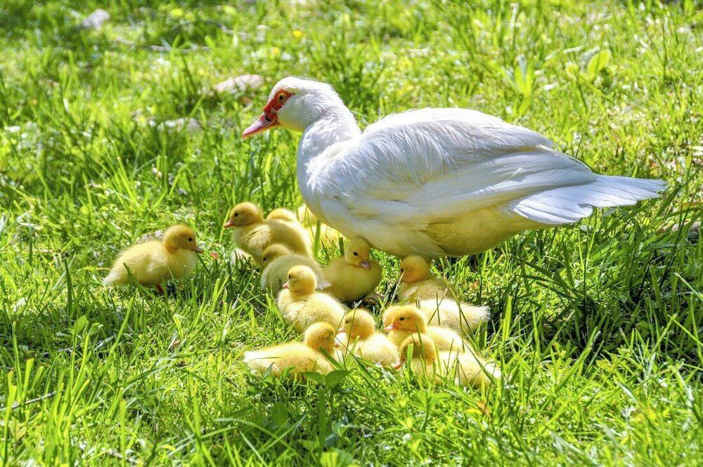 Фото Damascus Old Mill Inn