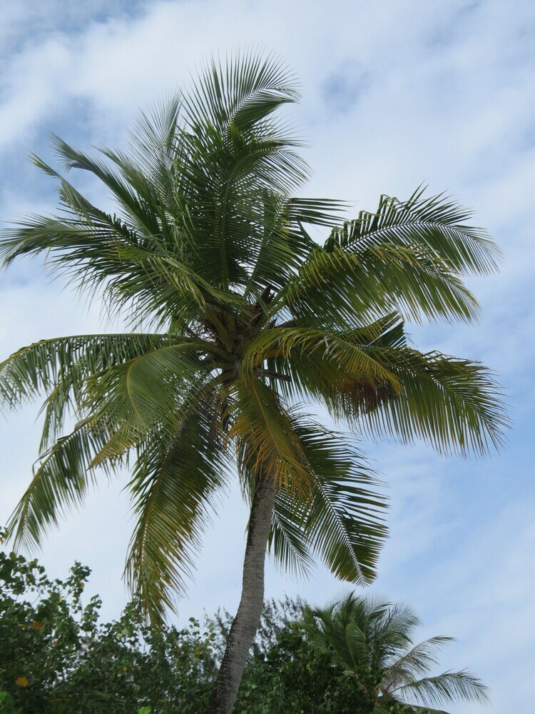 Фото Smera Grand