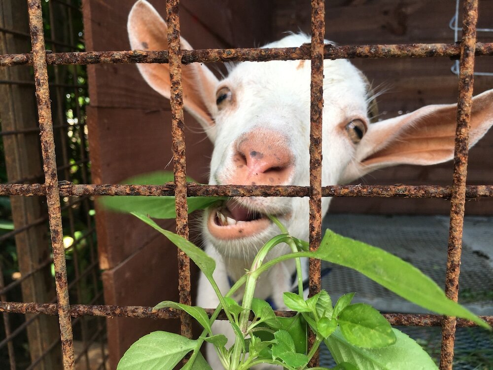 Фото Pension Ntsunaka