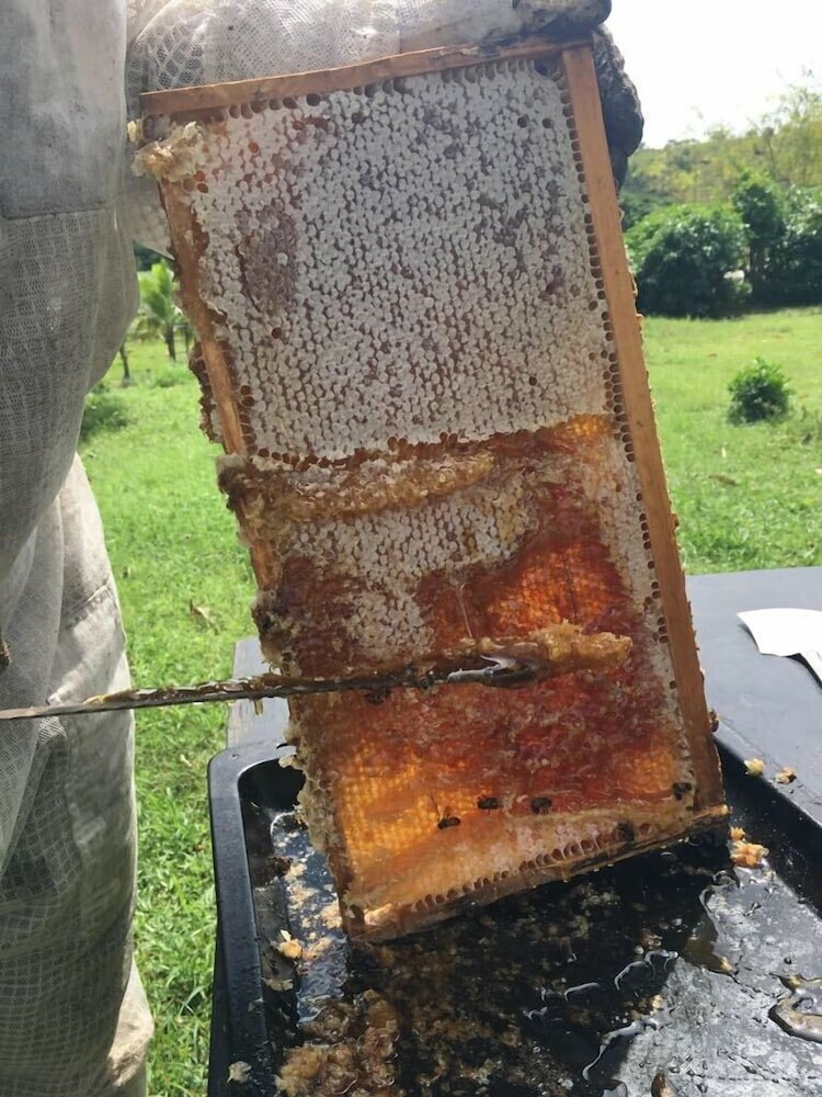 Фото The Beehive Fiji