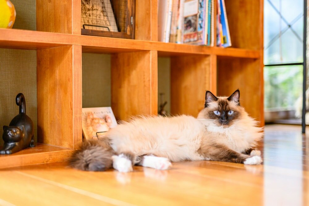 Фото Yufuin Waraneko no Yado