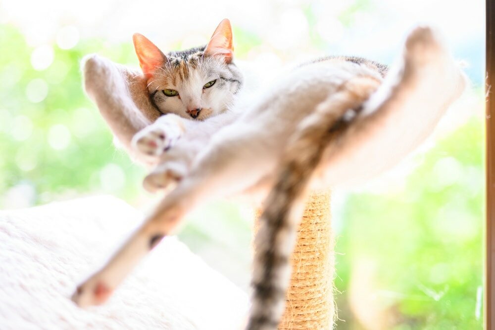 Фото Yufuin Waraneko no Yado