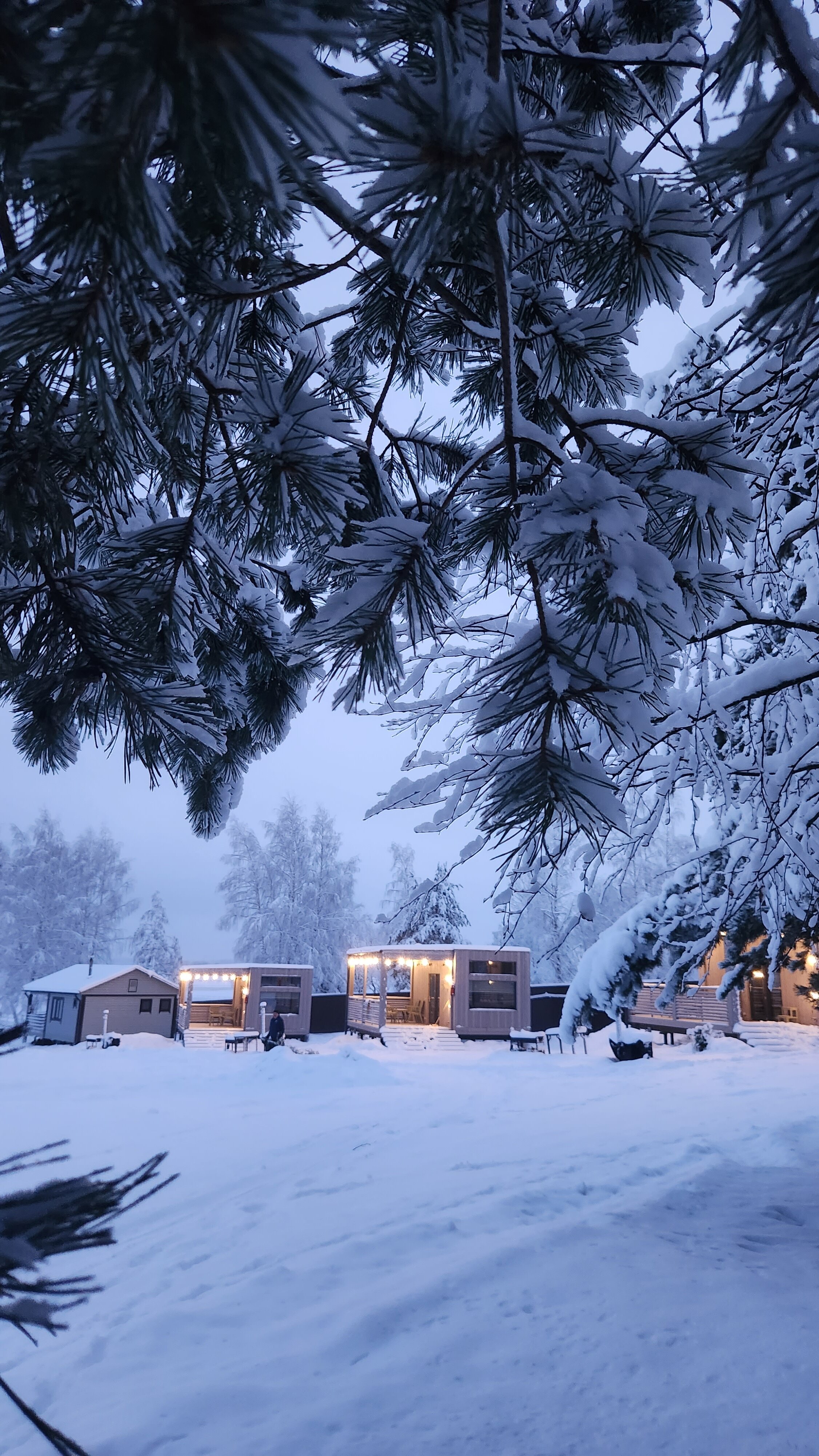Фото Ёлки зелёные