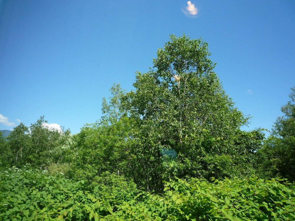 Фото Resort House Niseko First