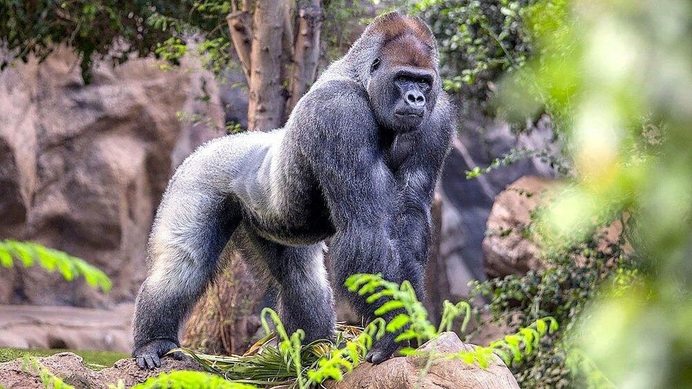 Фото Hotel Adonis Plaza