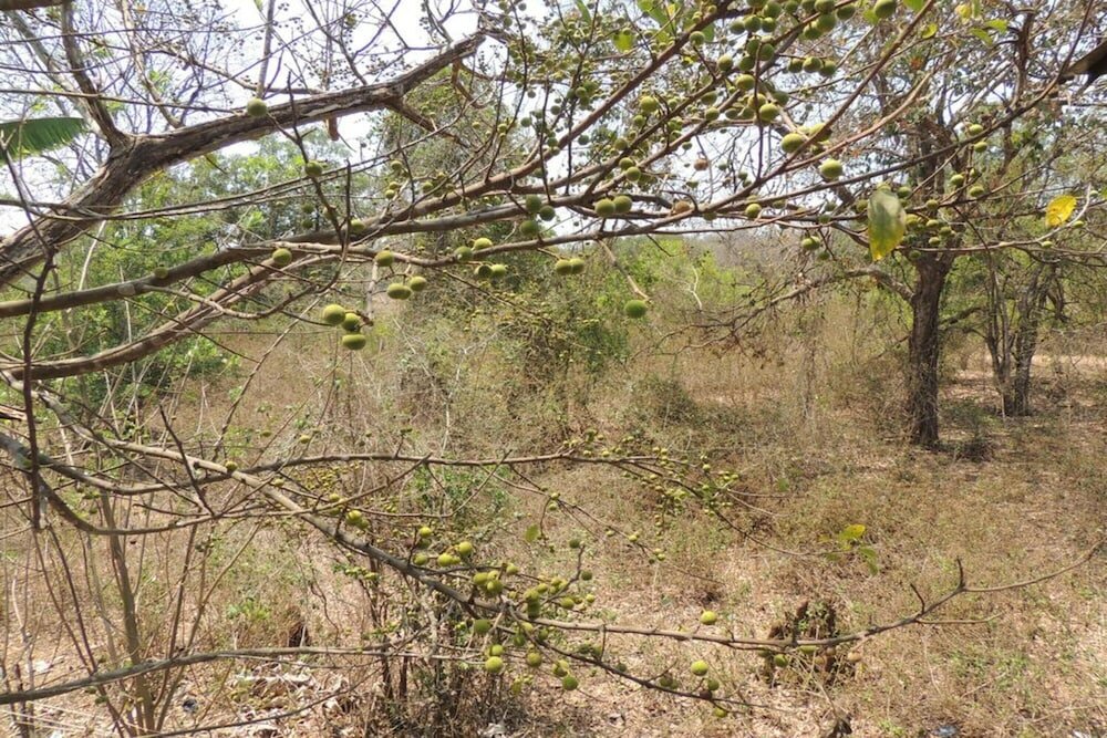 Фото Dandeli Mysa Rc - Hostel