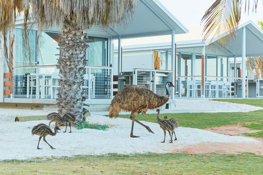 Фото Rac Monkey Mia Dolphin Resort