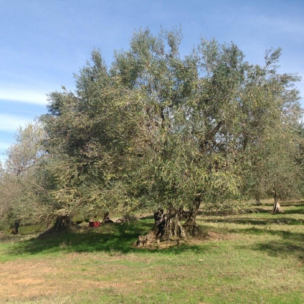 Фото Agriturismo Il Cavone