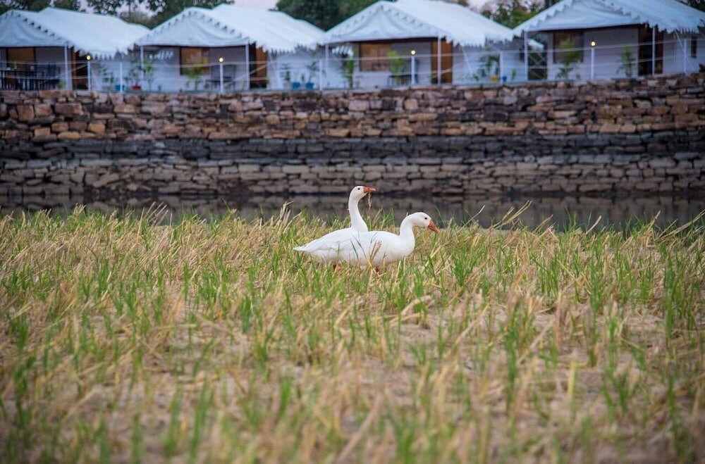 Фото Padmavati Lake Resort
