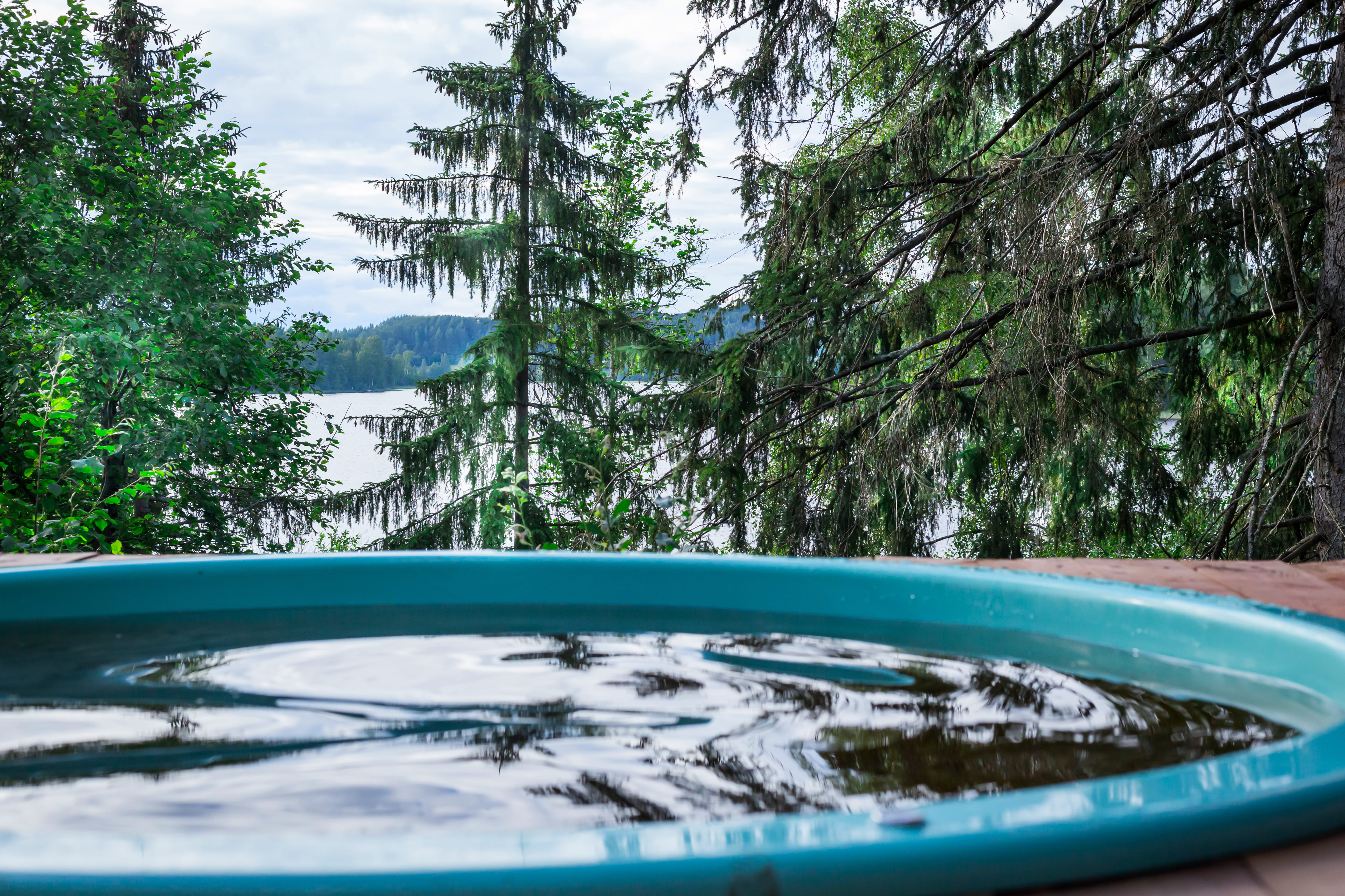 Фото Смородина