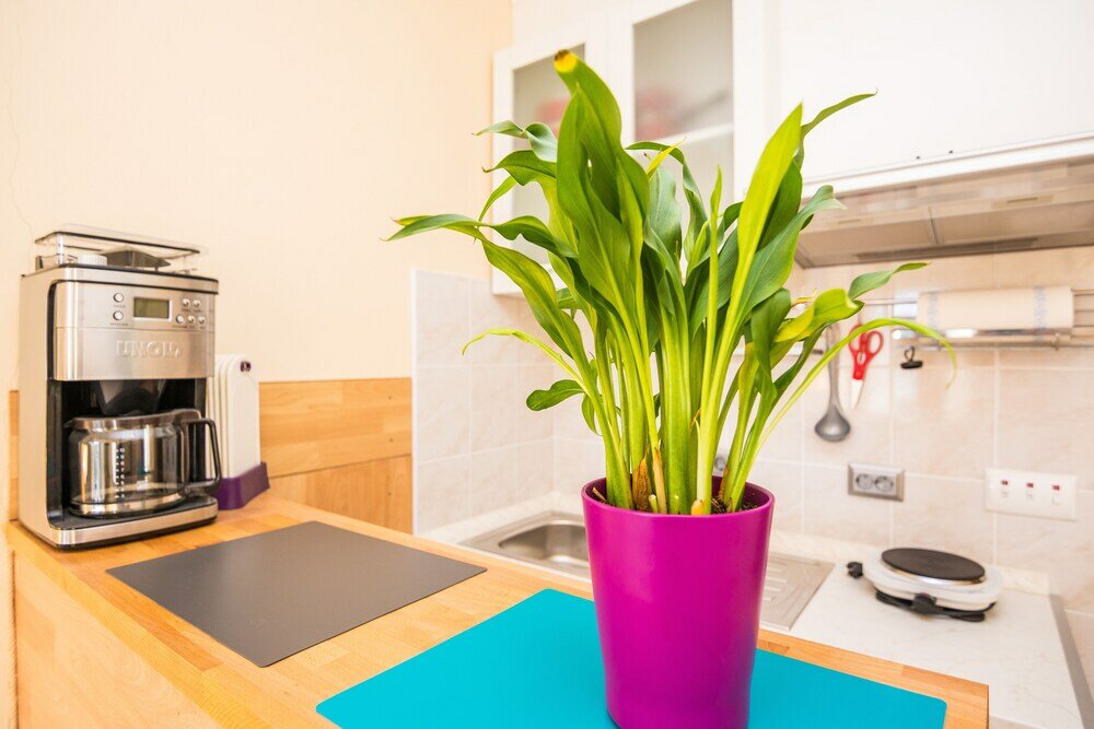 Фото Apartments Jozef