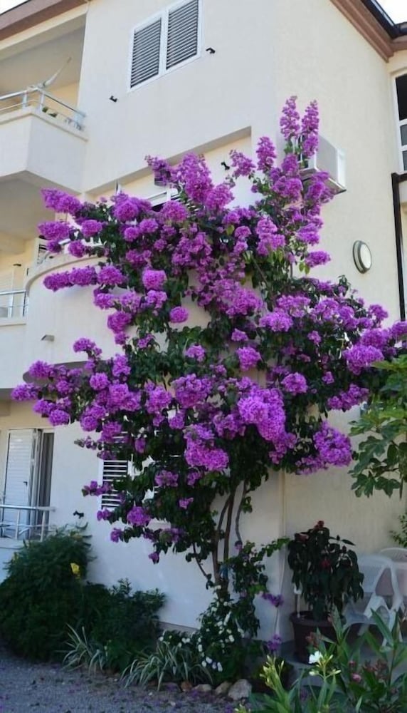 Фото Guest House Villa Alea