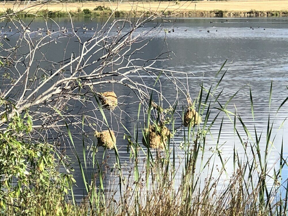 Фото Rijks Wine Estate and Hotel - Adults Only