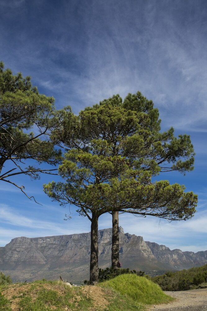 Фото Radisson Hotel Cape Town Foreshore