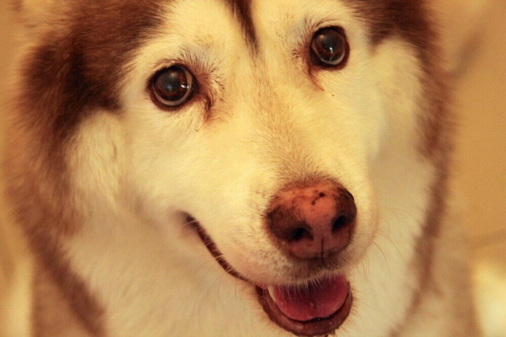 Фото Surfspot House