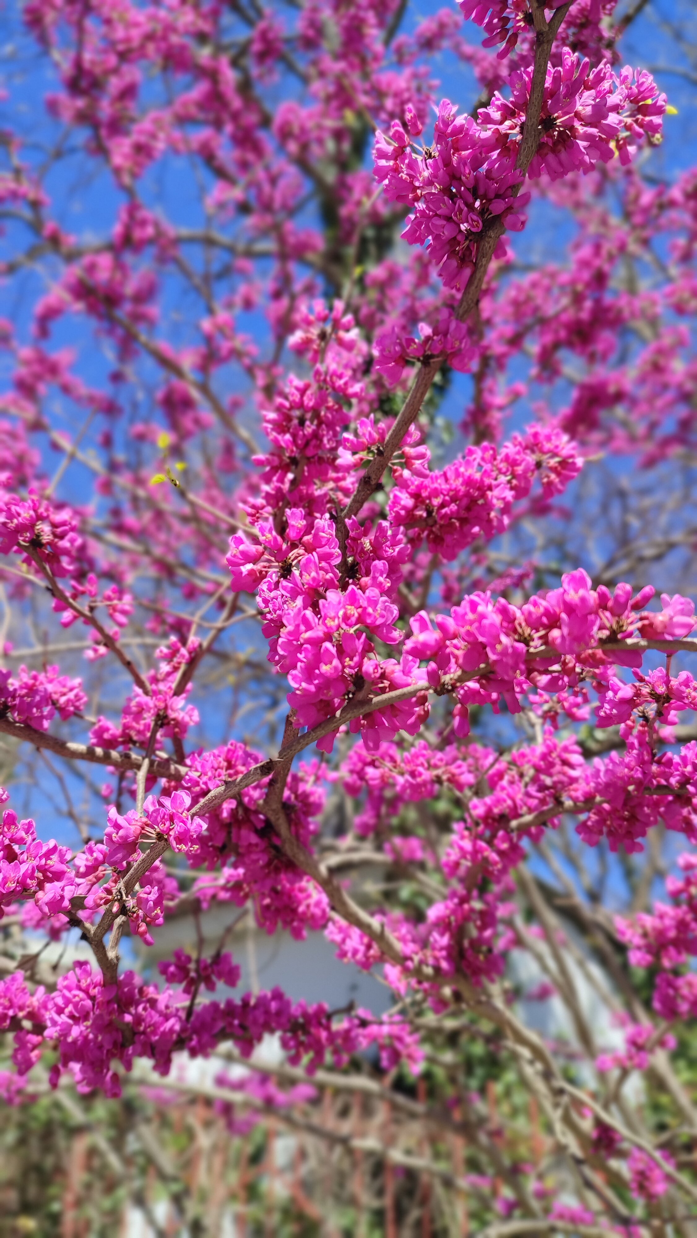 Фото Золотая Корона