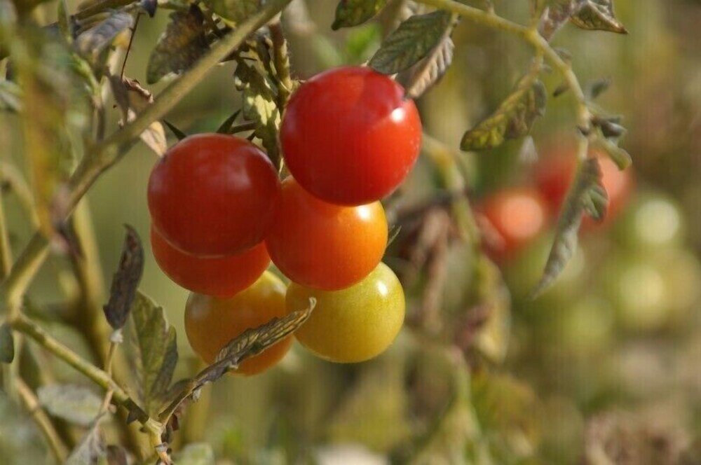 Фото Agriturismo Santa Caterina