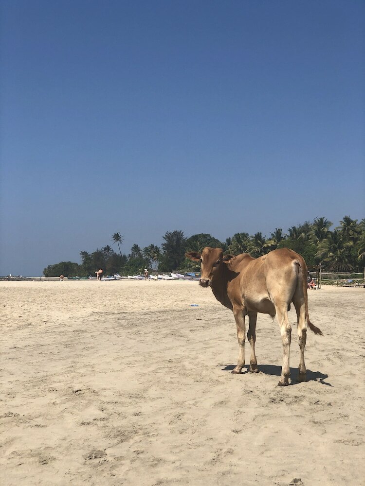 Фото Devarya Wellness Beach Resort