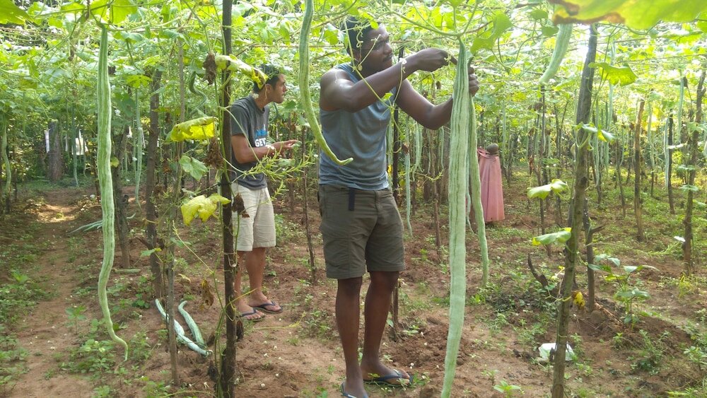 Фото Araliya Self Cooking Resort Dambulla