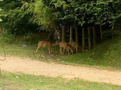Гостиница Deer Garden Guest в Полоннаруве