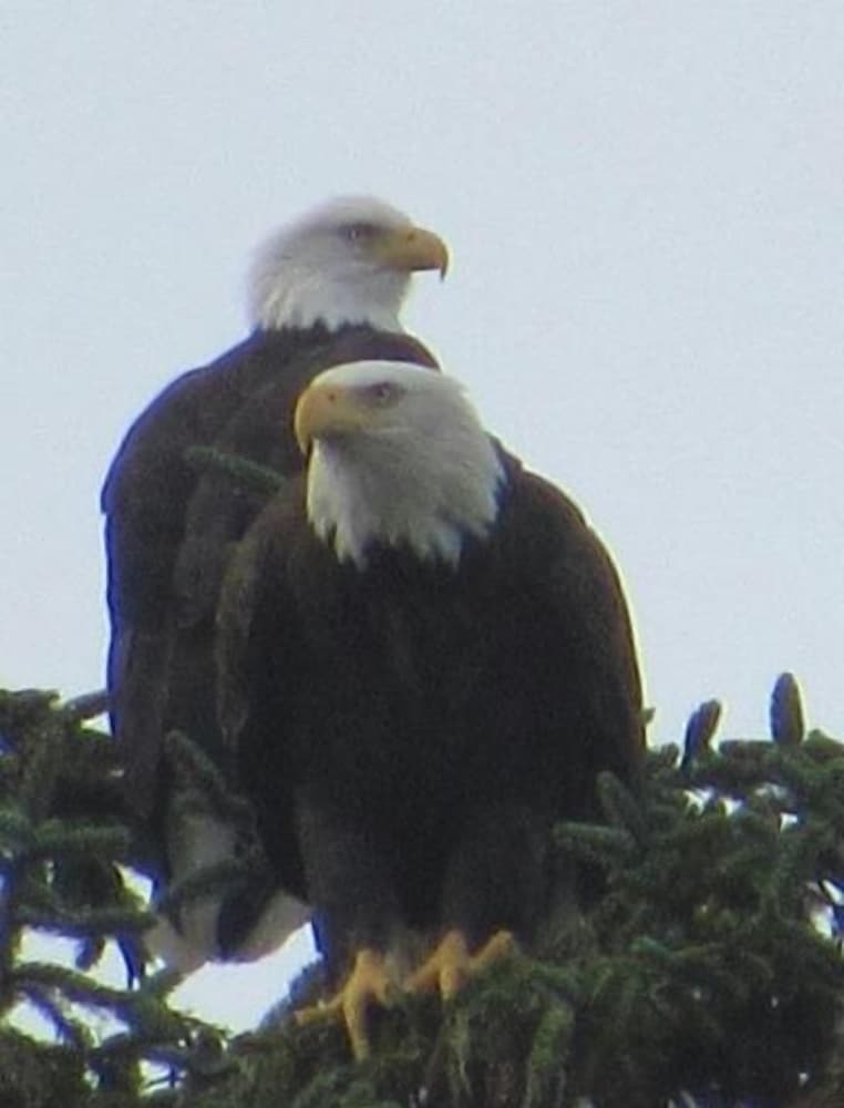 Фото The Waldport Inn