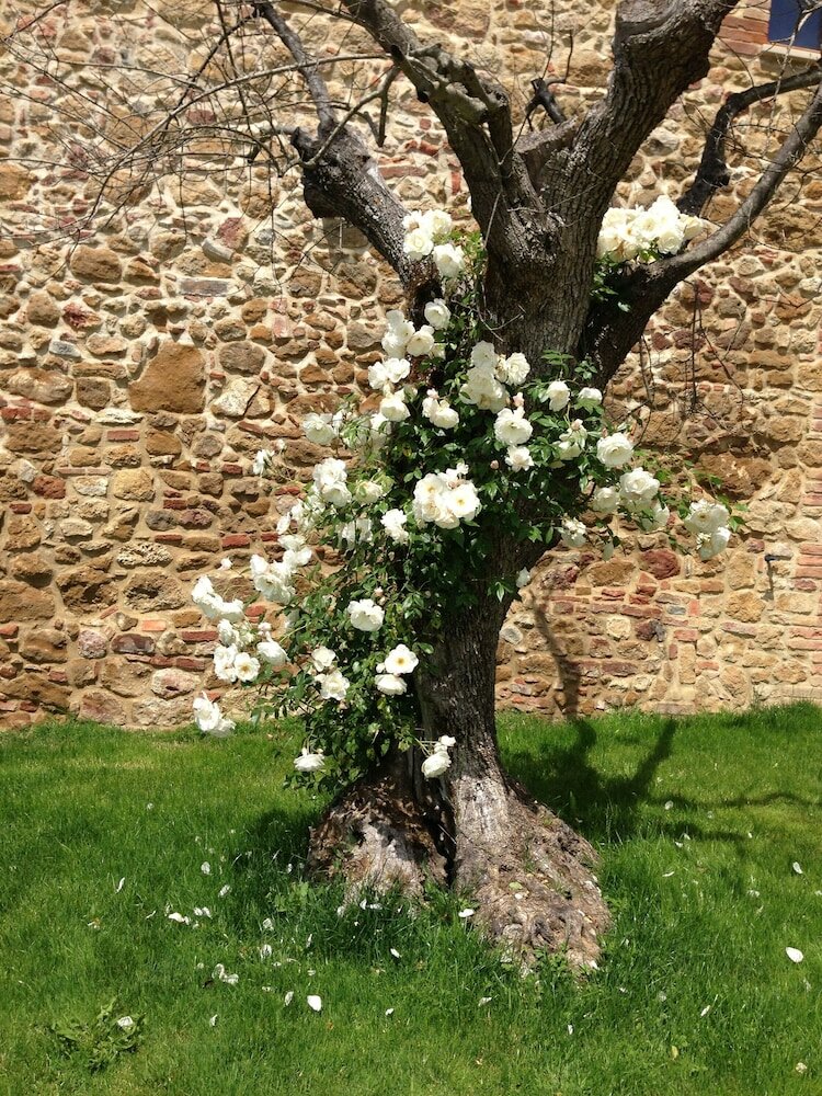 Фото Borgo Sant'Ambrogio Resort