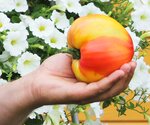 Premium Seeds (Zapadnaya ulitsa, 13), seed shop