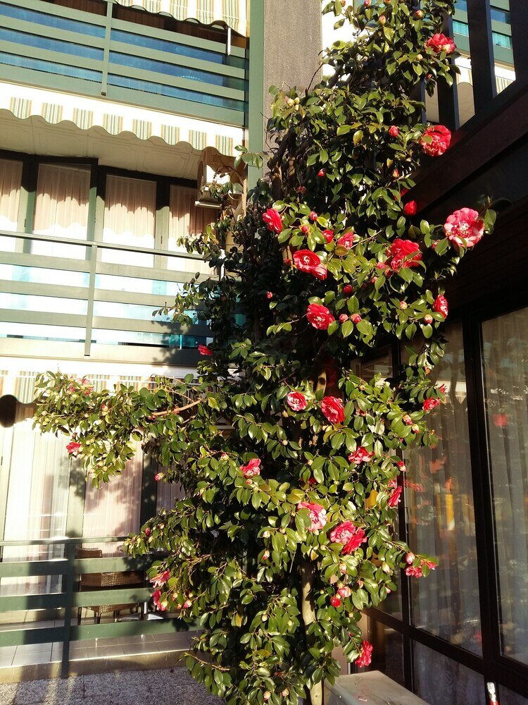 Фото Hotel Garni Tiziana