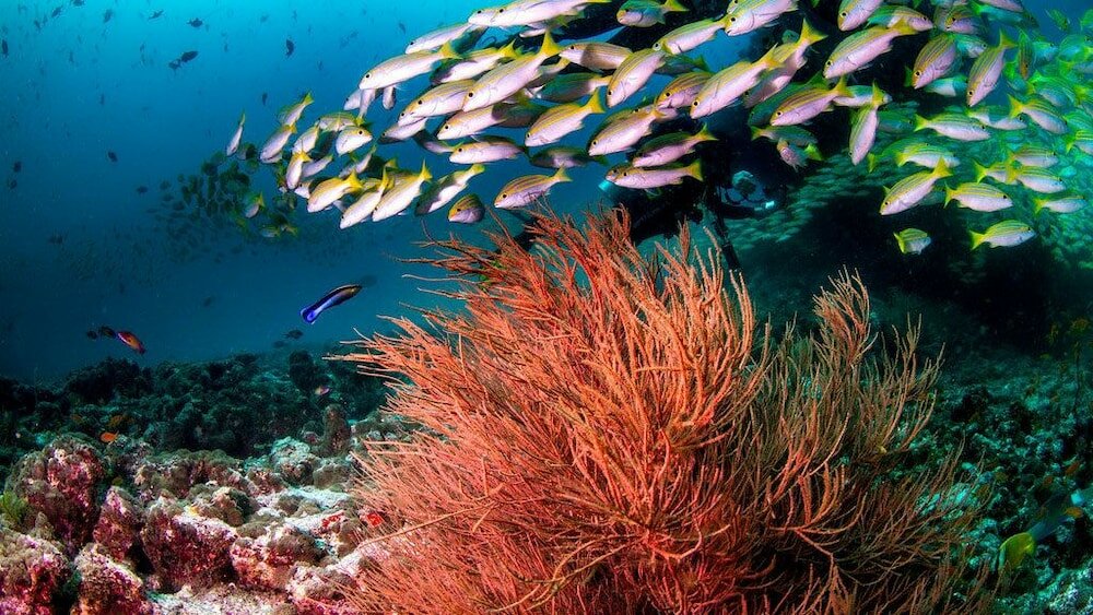 Фото South Ari Inn